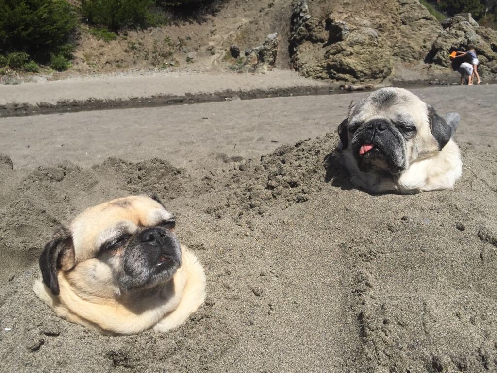 orangeapplesauce:  animal-factbook:  Pugs are usually locally grown and harvested