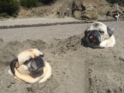 orangeapplesauce:  animal-factbook:  Pugs