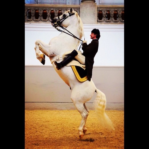 #lipizzanerstallions #horse #dressage #instaphoto