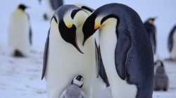 Wow, did we make you? (a King Penguin pair