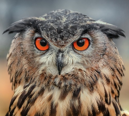 beautiful-wildlife:Owl by Detlef Knapp