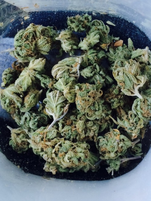 a-high-ass-ginger:  Quarter of UW Black. Straight out of the University of Washington research labs! 🔥💨💨