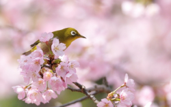 nubbsgalore:japanese white eye birds resting