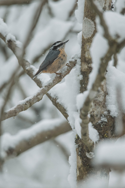 millivedder:Visitors on a snowy day