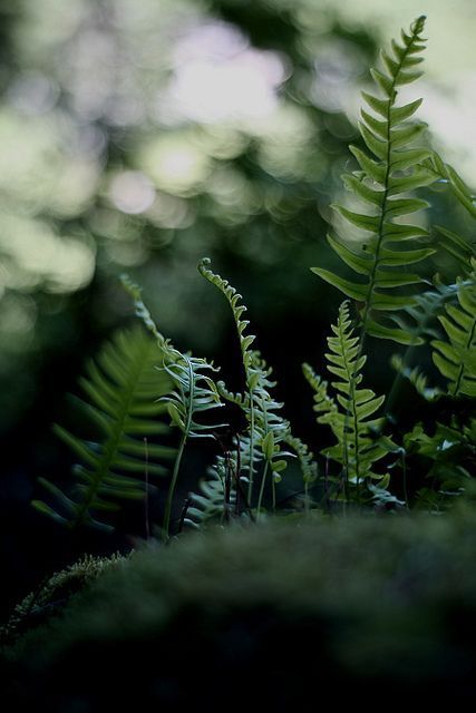 swansong-willows:  (via Pinterest)