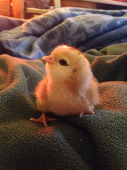 sparrf: sparrf: this baby chick is almost too perfect shes got eyeliner and look at those cheeks&hel