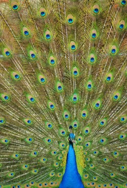 llbwwb:  (via Peacock by Michael Fitzsimmons / 500px)