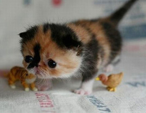 psychocereals: youngpineapple: Munchkin cats^^ they are like cat corgis omfg