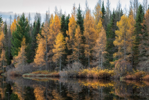 Tamarack Reflections.