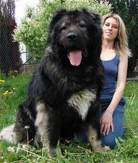 sixpenceee:  The Caucasian shepherd dog is a breed of dog that is popular in Russia,