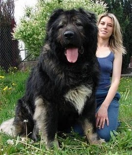 sixpenceee:  The Caucasian shepherd dog is a breed of dog that is popular in Russia, Armenia, Azerbaijan, & Georgia. Their original purpose was to protect livestock. The typical Caucasian shepherd dog is assertive, strong-willed and courageous. Unless