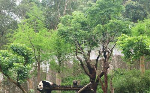 Nappy Time . . . . . . . #panda #zoo #taipeizoo #photography #canonphotography #canonph #canonm10 #t