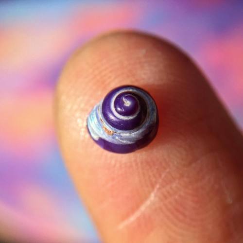 Swirls and whorls #seashell #snailshell #bluetopsnail #calliostoma #centralcoastcalifornia #concholo