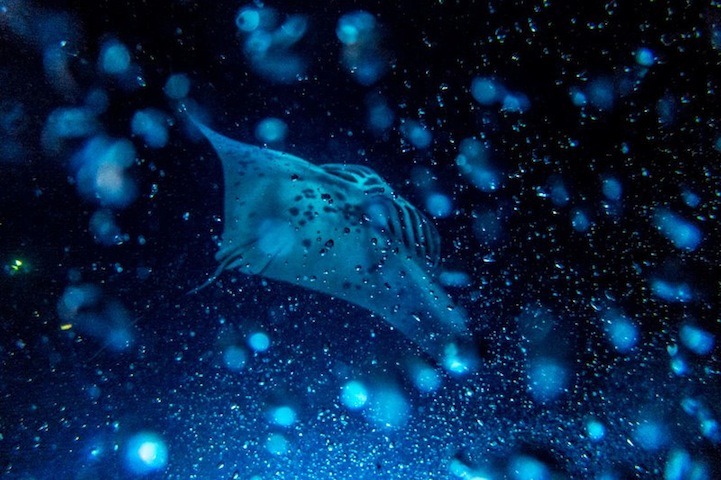 mymodernmet:  Portland-based photographer Mako Miyamoto ventured underwater to capture