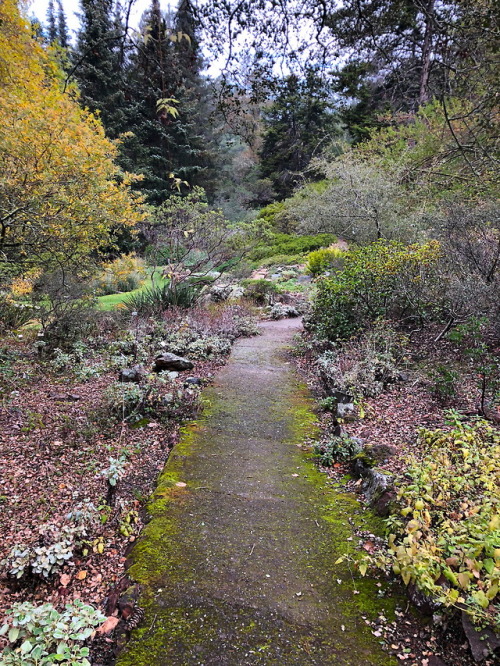 REGIONAL PARKS BOTANIC GARDEN, CA: native plants of California.