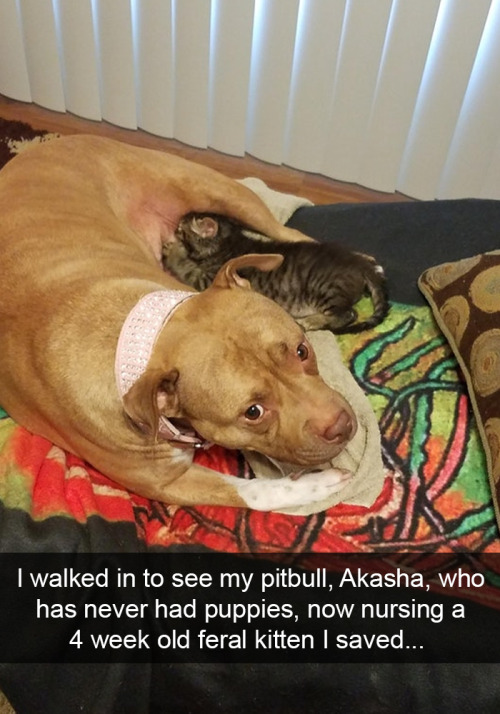 animalsnaps