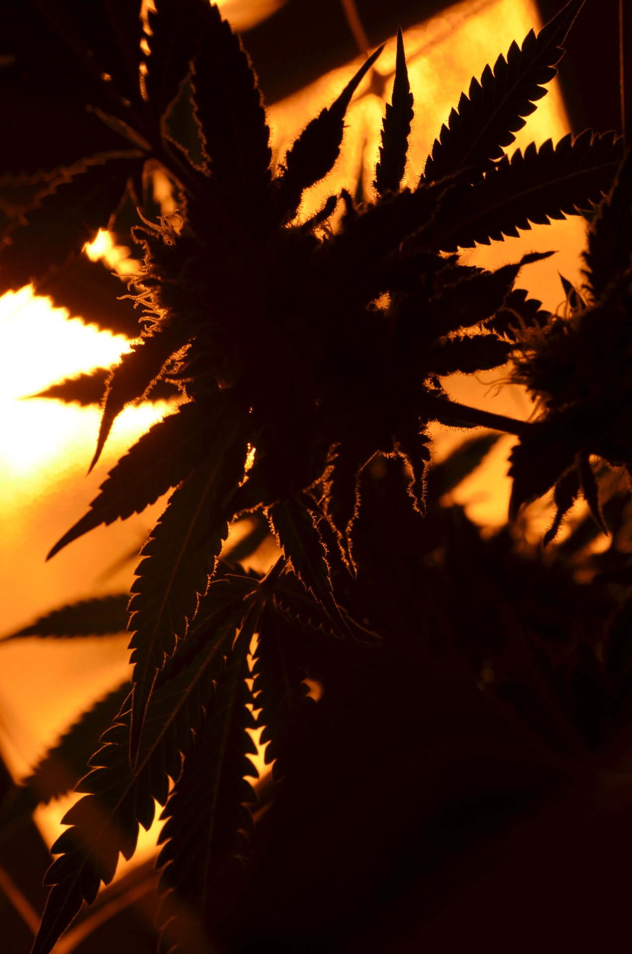incredible-kush:   underneath the trellis 