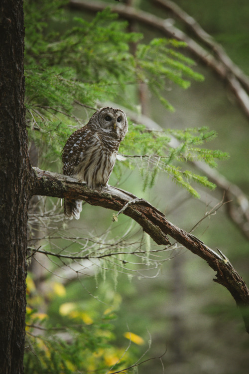 millivedder:Barred owl, Seabeck WA 