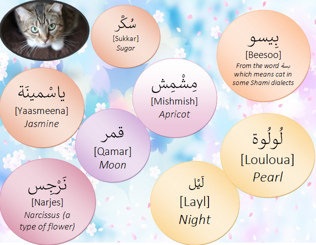 Arabic Names For Your Pets Part 1 cats Sharing My Love For Arabic