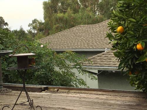 <p>The view from my mother’s kitchen window. It’s California 1956 if you ask me. She has this beautiful bird feeder that my Papa made and we love to watch the birds gather around it. This one is a bit confusing though. Can you help identify it @hiltnerj ? #notabirdnerd #allyearlong #californiatour #birdsimeetontour  (at Hayward, California)</p>