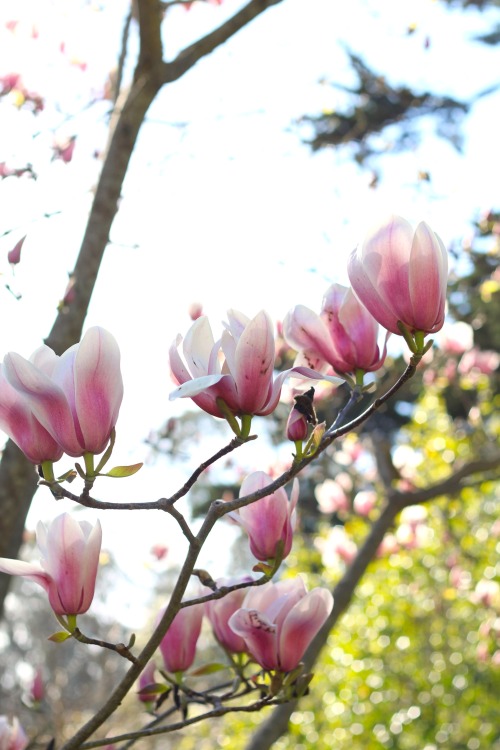 Magnolia up close