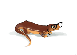 Nihilnovisubsole:  Adult Pacific Newt 