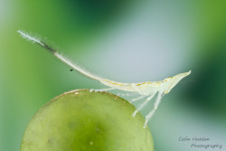 colinhuttonphotography:   	Planthopper nymph by Colin Hutton     
