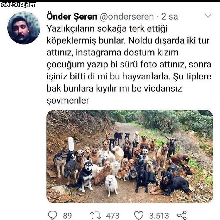 Çoğu da cins köpekler...