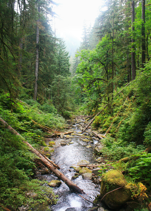 bright-witch: ◈ Pacific Northwest photography by Michelle N.W. ◈ ◈ Print Shop ◈◈ Please do not delet