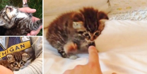 Kitten found in the woods was close to death and saved by a kind man The kitten was close to death b