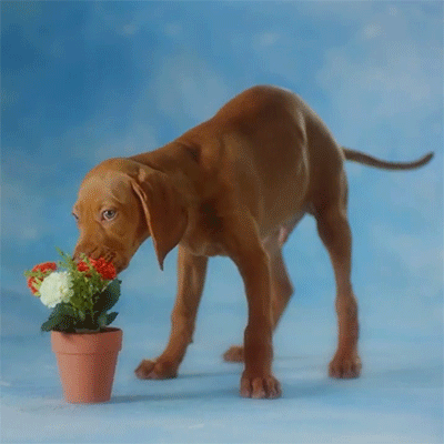 huffingtonpost:  By just watching this video of puppies, you’re donating money to charity. 