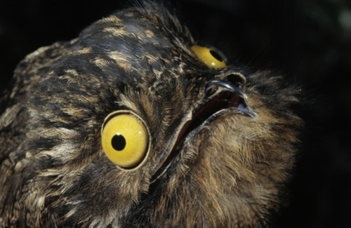 be-boheme:jumpingjacktrash:peoplemask:tastefullyoffensive:The Potoo bird always looks like it just s