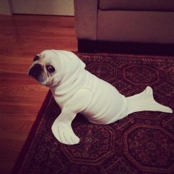 jennifiw01f:  Best Dog Costume Ever