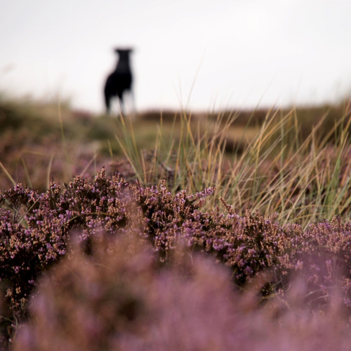 moretreeslessnudes:Studland, Dog & Heather