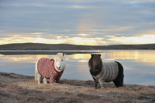 photos by rob mcdougall of shetland ponies, named fivla and vitamin, wearing cardigans knitted by do