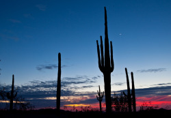 Sonoran Desert National Monument in Arizona by Bob Wick