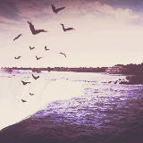 swoggy-blog:   harry’s prettiest picturestagram  