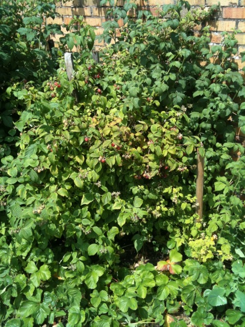 Shots from the garden today; strawberries, raspberries and apples! Some are ready for picking (and s