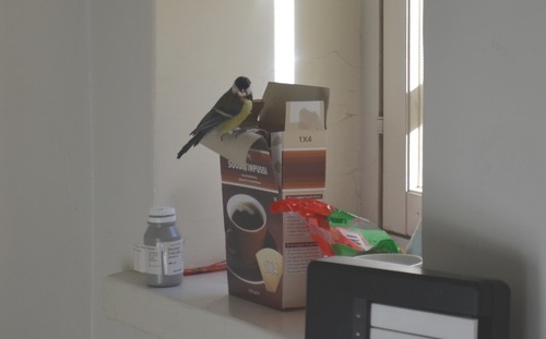 vvankster:  vvankster:  vvankster:  vvankster:  a tiny bird flew in through my window today but i was too tired to shoo it out or anything so i just lied on my bed and the tiny bird just carried on with its tiny bird things  i really miss the tiny bird