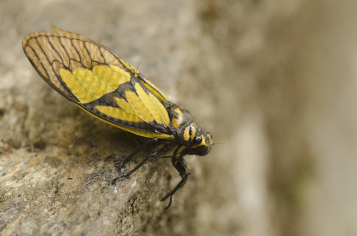 onenicebugperday:Himalayan yellow cicada, Sulphogaeana sulphurea, CicadidaePhoto 1 byrejoicegassah, 