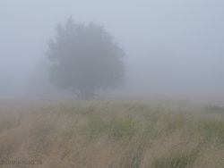 vxrsace:  foggies:  ☹☹☹☹foggy☹☹☹☹  pale blog 