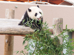 giantpandaphotos:  Yuhin at Adventure World