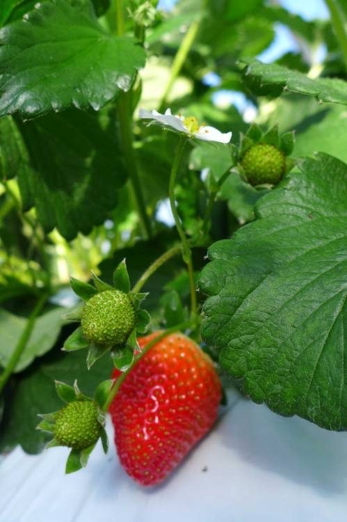 長澤さんのいちご横浜とれたて野菜