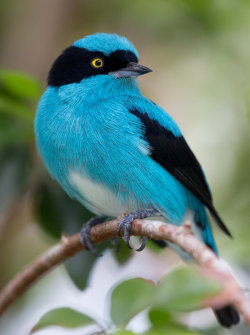 fairy-wren:  Black-Faced Dacnis. Photo by