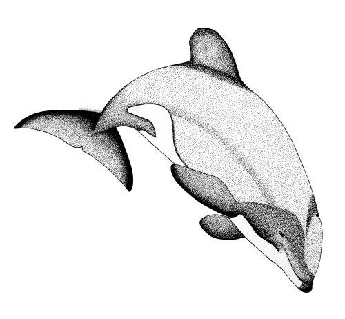  Māui Dolphin