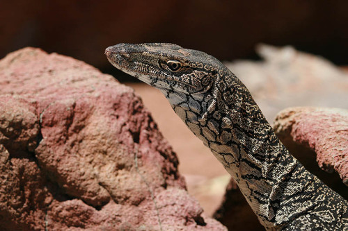 Sex reptilesrevolution:  Perentie Monitor Lizards pictures