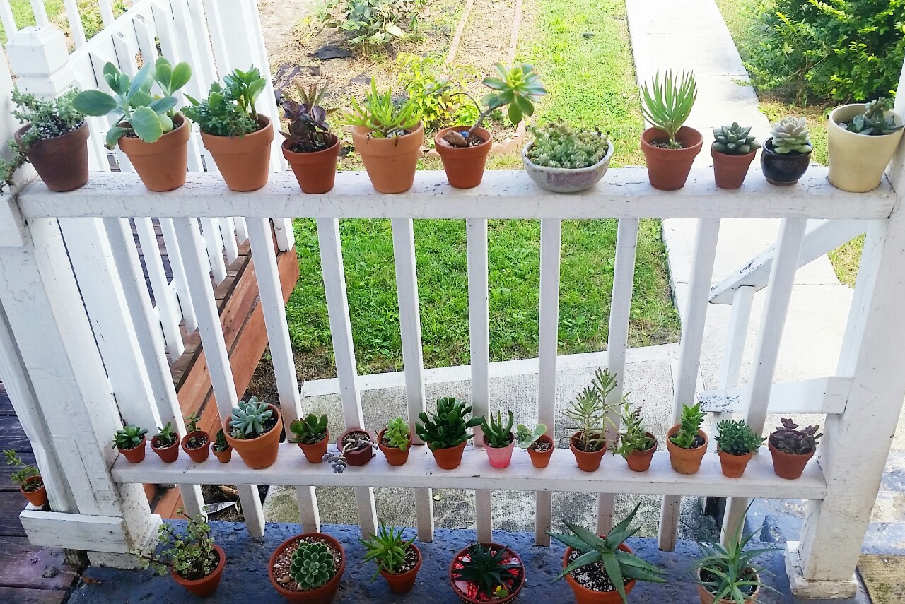 sweetsucculents:arranging. pesky squirrel broke 3 of my pots. grrr. 
