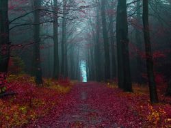 sixpenceee:  The Black Forest in Germany has caused over 15,000 missing person cases in the past year. 