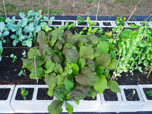 tropicalhomestead:Winter garden update 1.21.2017This garden has exceeded all expectations - and I am