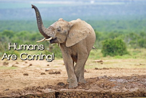 onegreenplanet:Elephants Have Specific Alarm Word for ‘Human’